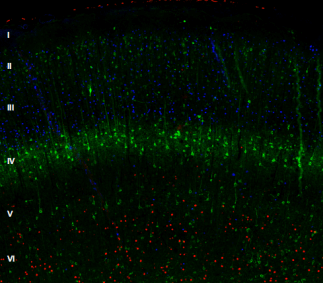 多重免疫熒光顯示大鼠大腦皮層的層狀結(jié)構(gòu).png