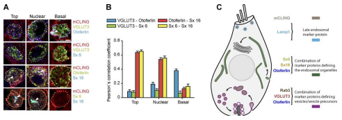 IHC 細(xì)胞器的多色免疫染色分析.png