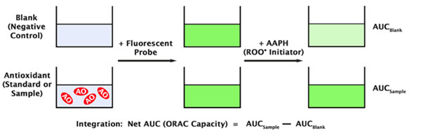 氧自由基抗氧化能力(ORAC)活性檢測(cè)試劑盒-原理示意圖.jpg