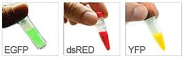 熒光蛋白.png