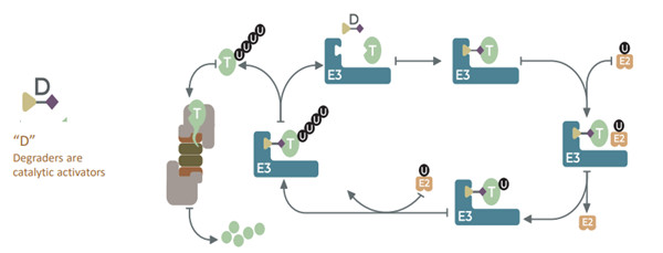 PROTAC分子結(jié)合靶蛋白（POI）和E3連接酶.jpg