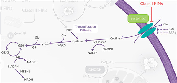  System xc-調(diào)控GSH合成.jpg