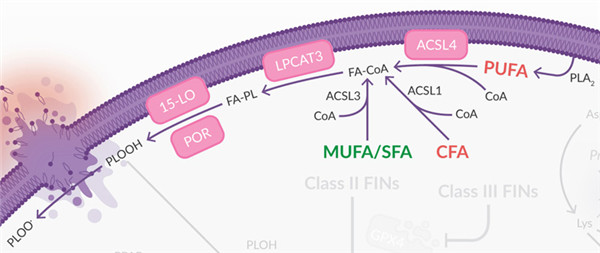 由脂氧合酶 (LO)驅(qū)動且不受GPX4調(diào)控的脂質(zhì)過氧化觸發(fā)的鐵死亡.jpg