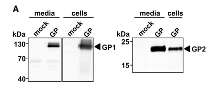 Cell Report發(fā)表文章---Icosagen.png