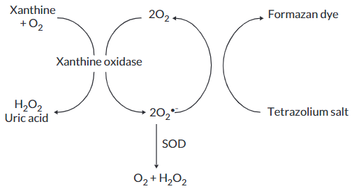 超氧化物歧化酶（SOD）檢測試劑盒檢測.png