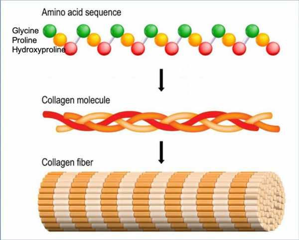 膠原蛋白種類(lèi).jpg