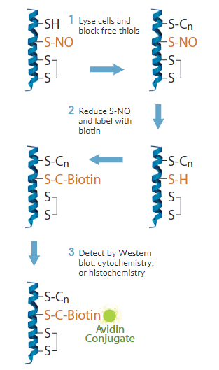 S-亞硝基化蛋白檢測