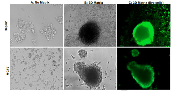 MBS846803（基底膜(BME)基質(zhì)）結(jié)果圖