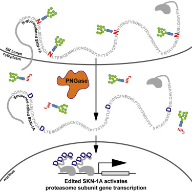 蛋白酶體介導(dǎo)