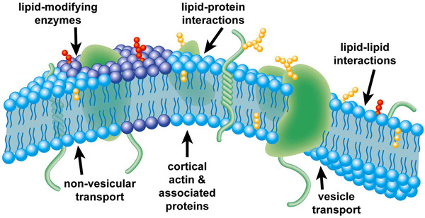 蛋白質(zhì)和脂質(zhì)的相互作用