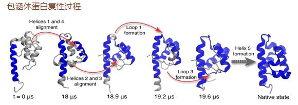 包涵體蛋白復(fù)性過程