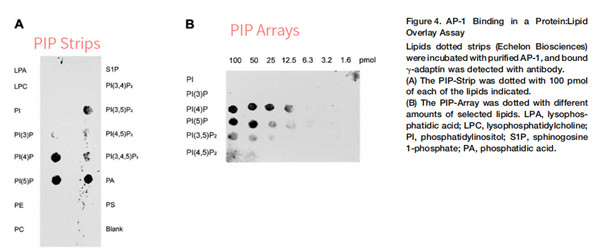 磷脂酰肌醇 4 磷酸