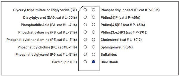 Membrane Lipid Strips脂膜試紙條,斑點分布
