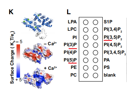 長距離的RNA轉(zhuǎn)運