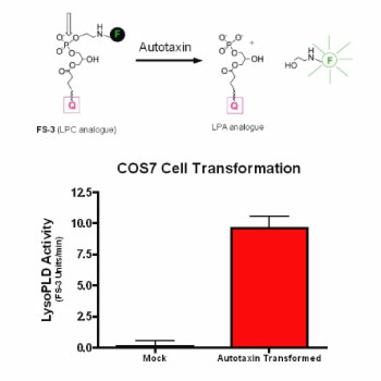 ATX活性檢測試劑盒檢測結(jié)果