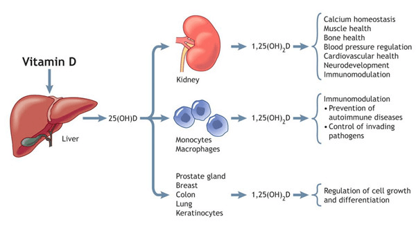 非活性的維生素D