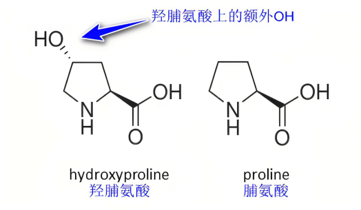 羥脯氨酸