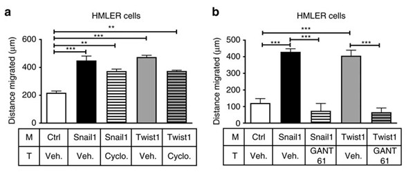 EMT不是癌轉(zhuǎn)移所必需的