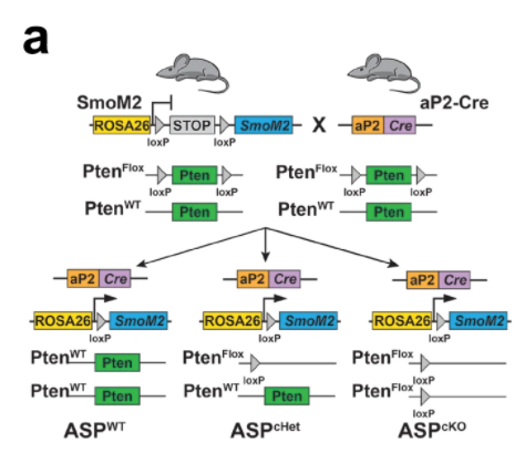 FN-RMS 小鼠模型中的Pten缺失導(dǎo)致分化程度較低的腫瘤更接近于人類胚胎 RMS