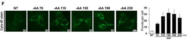 CYTO-ID自噬檢測試劑盒 2.0，ENZ-KIT175，Nature/Cell文章鑒賞