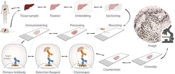 免疫組化IHC實驗