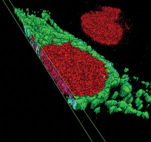 NUCLEAR-ID? 細(xì)胞周期分析試劑盒（紅色熒光）