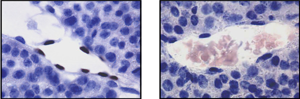 兔抗小鼠單克隆抗體Id1