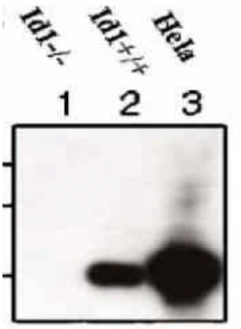 兔單克隆抗人/小鼠ID1