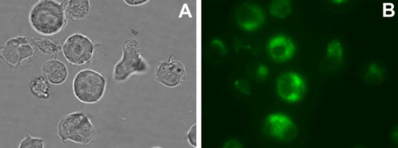 CYTO-ID? 細胞譜系示蹤試劑盒染色