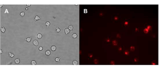 CYTO-ID? 細胞譜系示蹤試劑盒