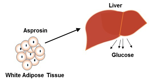白脂素 Asprosin