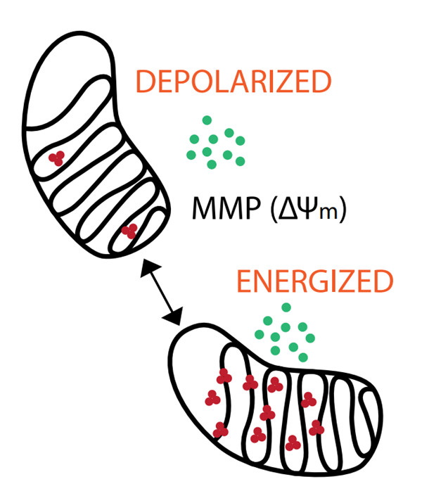 MITO-ID線粒體膜電位檢測(cè)試劑盒