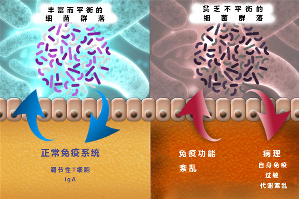 Immundiagnostik Zonulin（連蛋白）