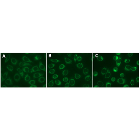 ENZ-51022線粒體檢測(cè)試劑盒