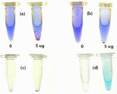 sGAG檢測(cè)試劑盒檢測(cè)結(jié)果