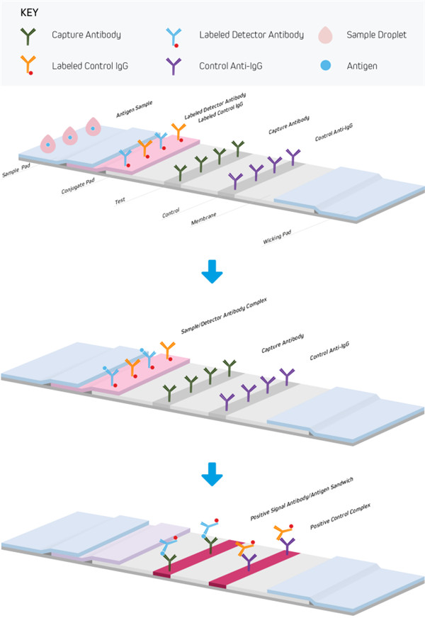 側(cè)流免疫層析夾心法