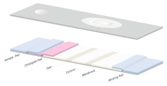 經(jīng)典側(cè)流免疫層析分析組成