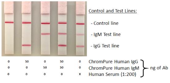 側(cè)向流檢測的抗人類多克隆抗體