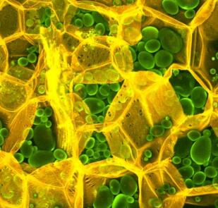 CarbotraceTM 680實驗結果