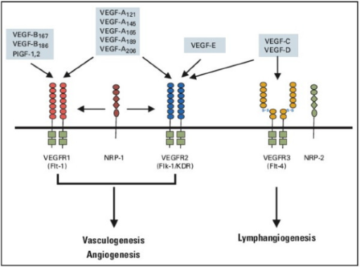 血管內(nèi)皮生長因子