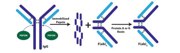 F(ab')2片段制備試劑盒