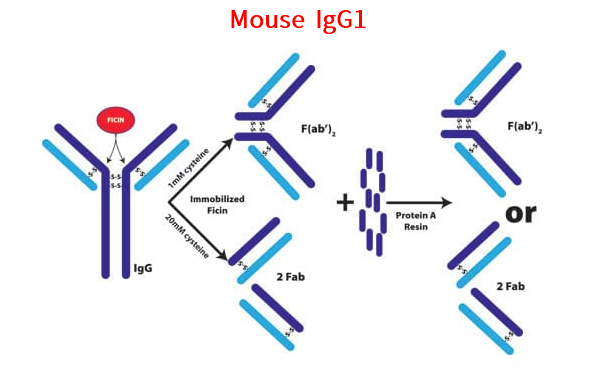 小鼠IgG1專用，F(xiàn)ab & F(ab')2片段制備試劑盒
