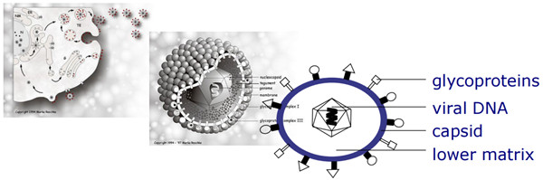 巨細(xì)胞病毒檢測