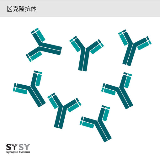 sysy單克隆抗體