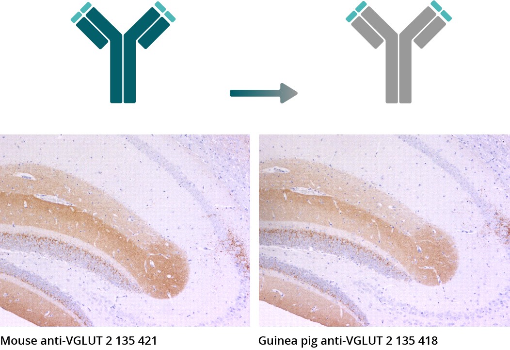 IHC-P 小鼠腦sysy嵌合重組抗體