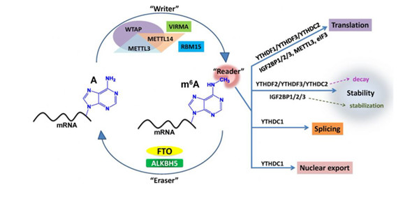 6-甲基腺嘌呤(m6A)