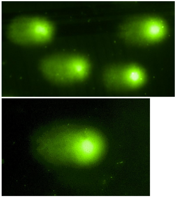 CaSki細(xì)胞在 4°C下用100mM過氧化氫處理20分鐘