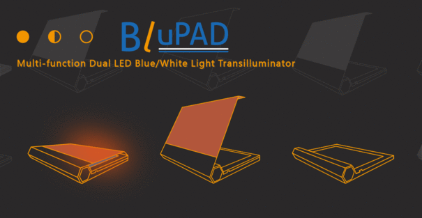 DNA/質(zhì)粒構(gòu)建,跑膠切膠