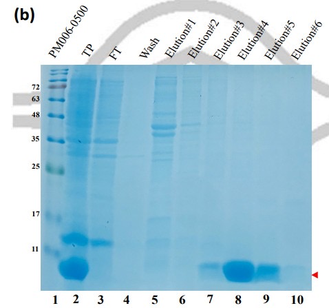 蛋白免疫:考馬染色,WB膠片拍照