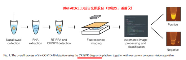 CRISPR分子診斷:熒光觀測(提供暗室)